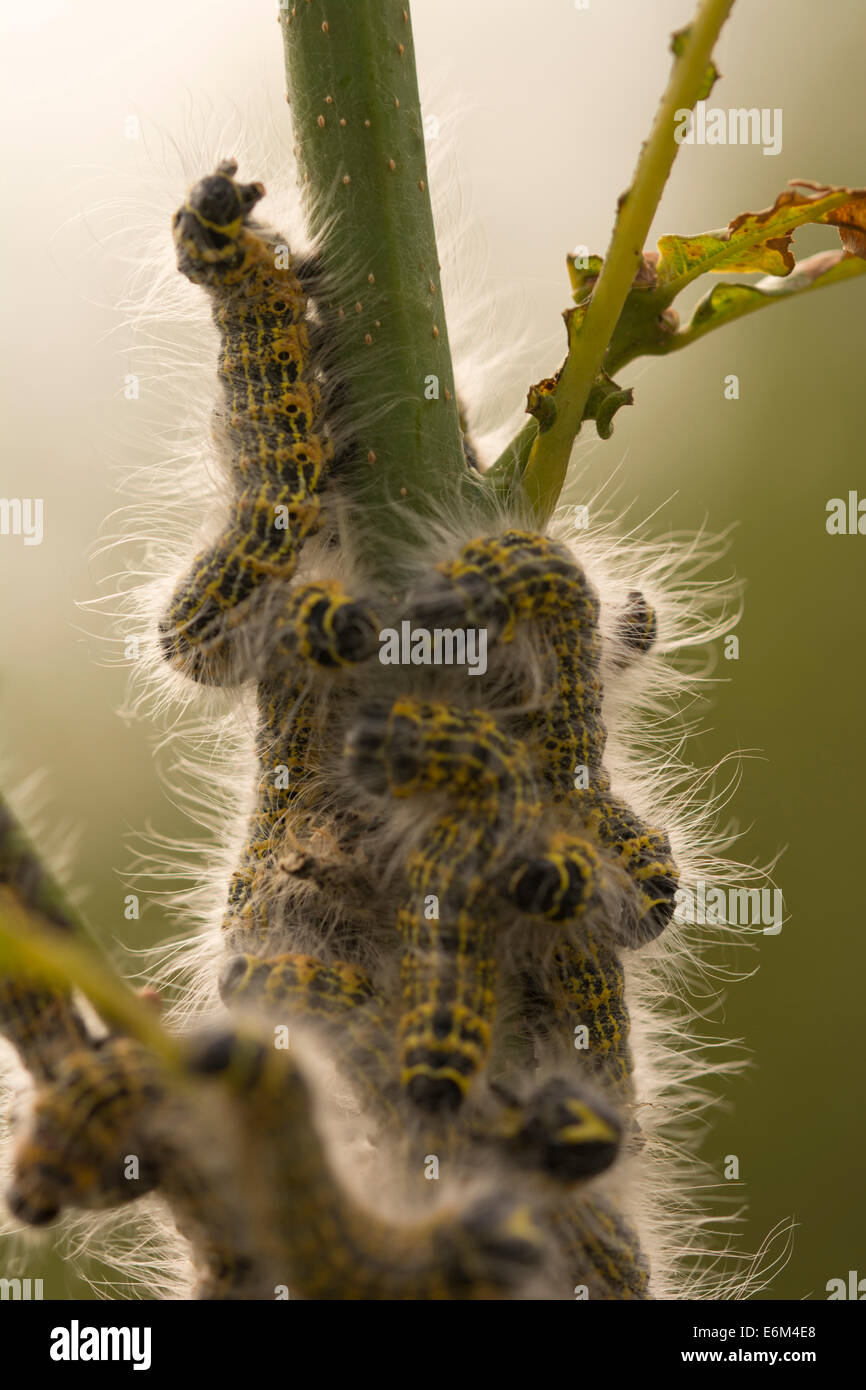 A swarm of Large White butterfly caterpillars (Pieris brassicae) on a ...