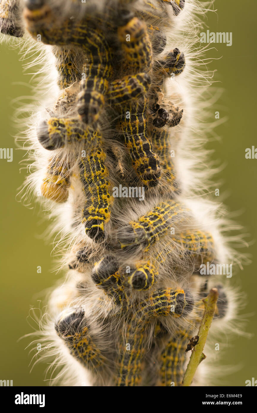 A swarm of Large White butterfly caterpillars (Pieris brassicae) on a ...
