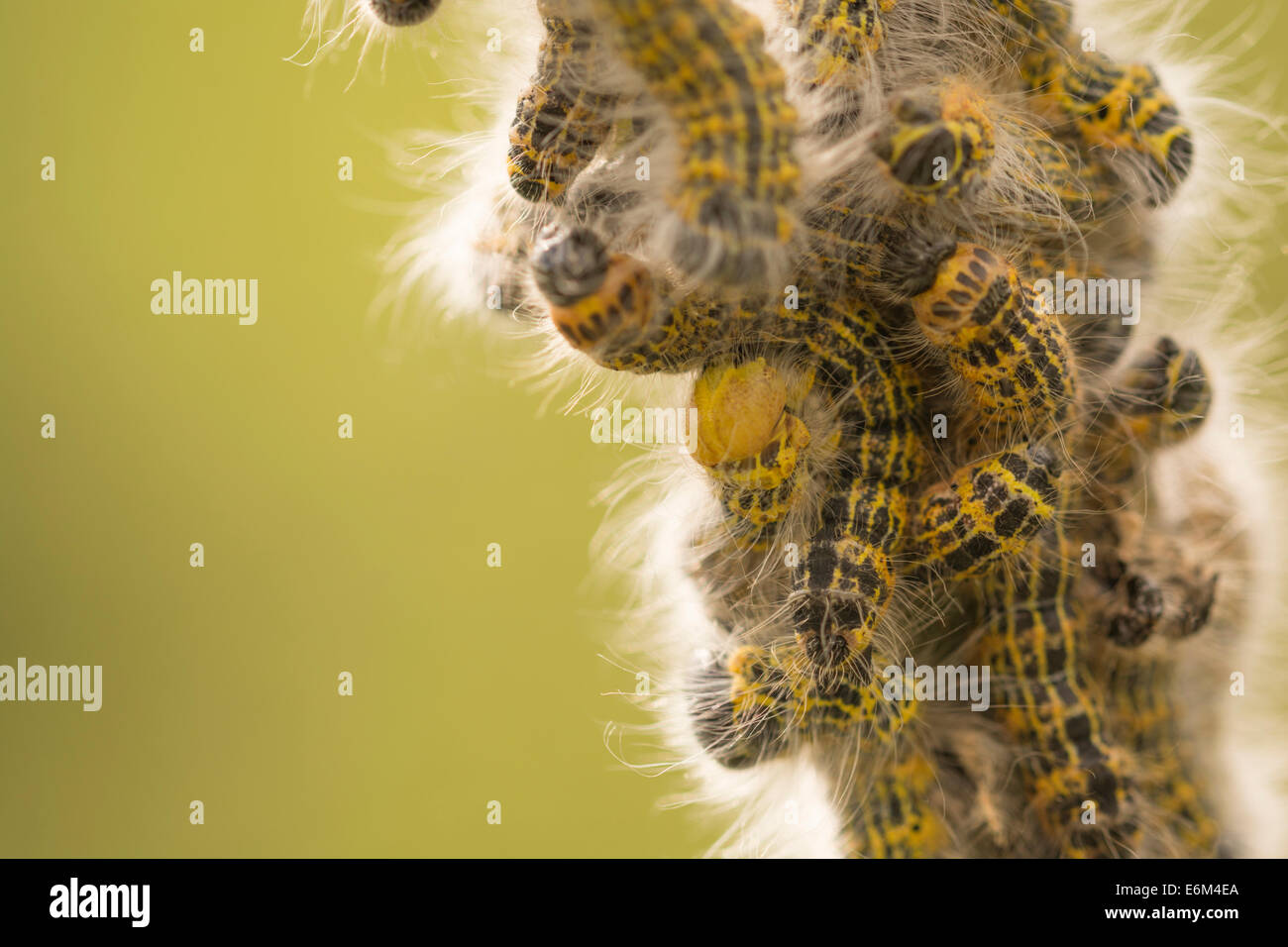 A swarm of Large White butterfly caterpillars (Pieris brassicae) on a ...