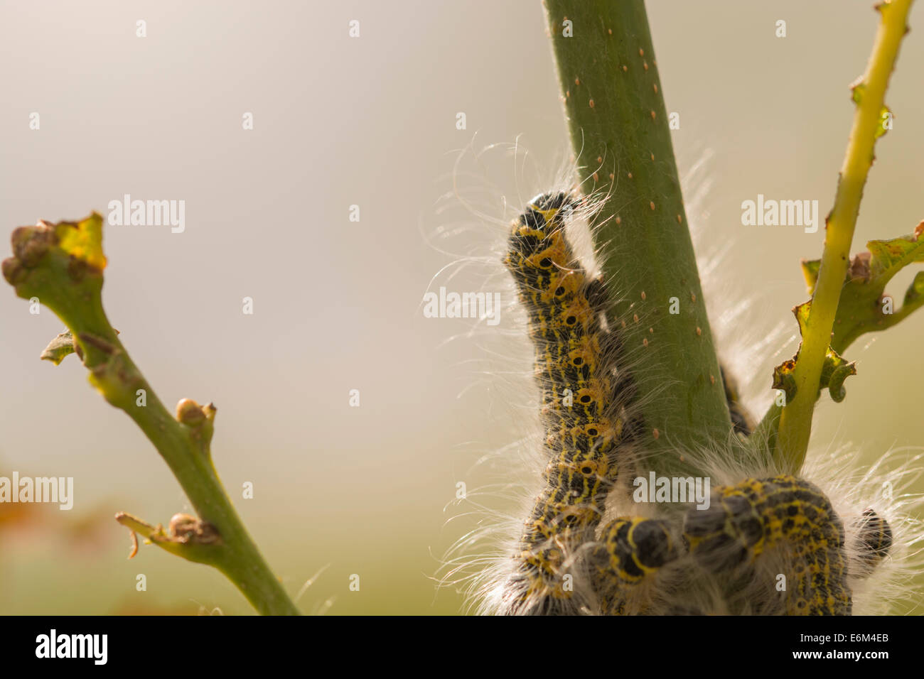 A swarm of Large White butterfly caterpillars (Pieris brassicae) on a ...