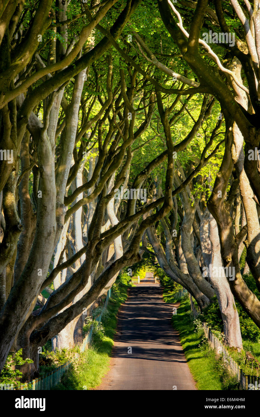 The Dark Hedges Stranocum Co Antrim Northern Ireland Stock Photo Alamy