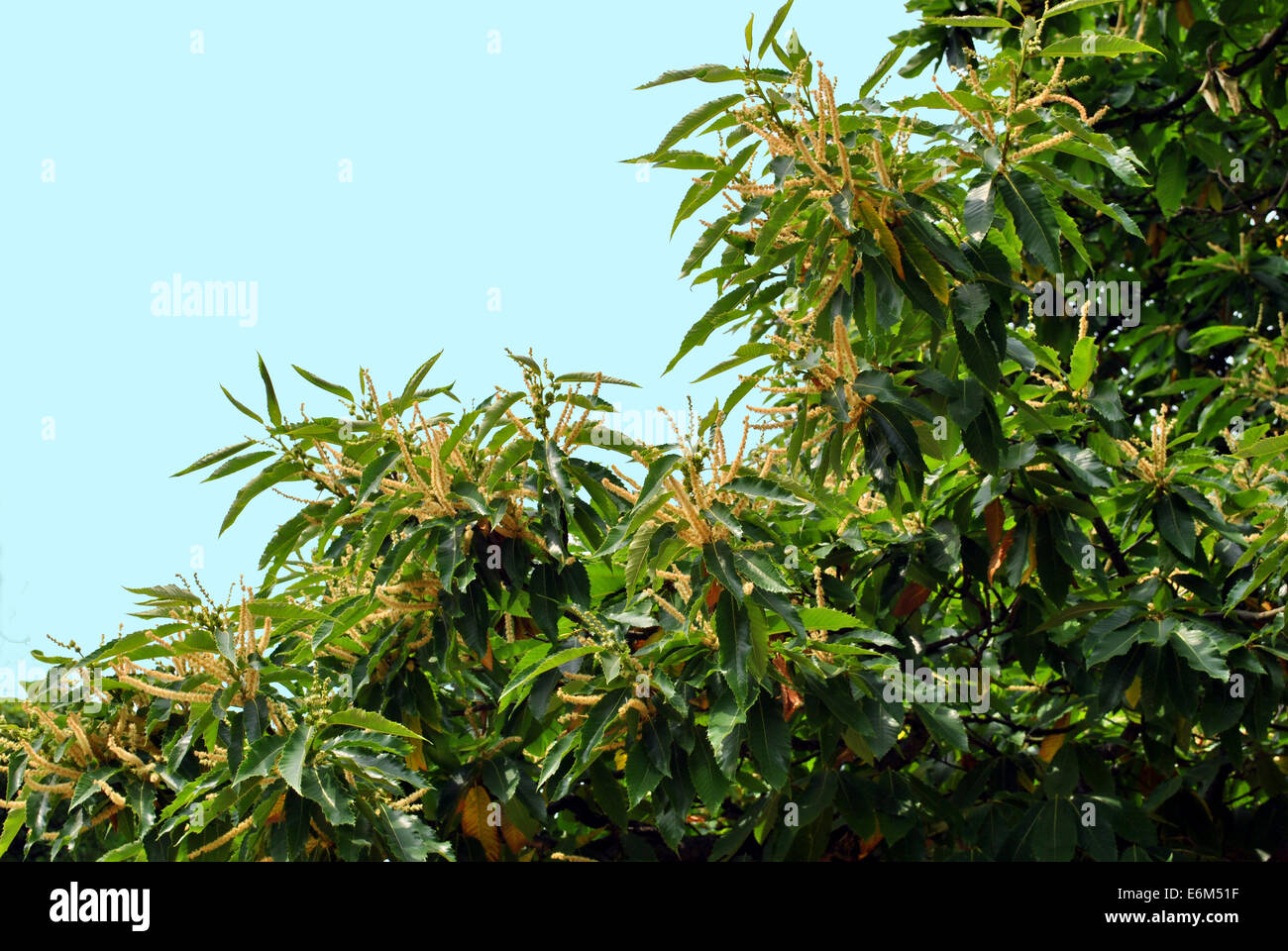 Sweet chestnut tree flowers hi-res stock photography and images - Alamy