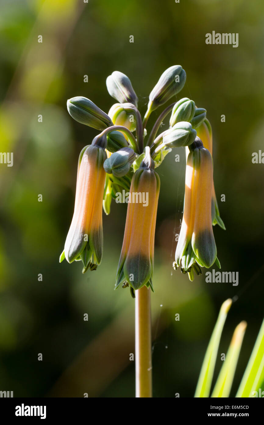 Drooping tubular flowers of the herbaceous Bomarea boliviensis Stock Photo
