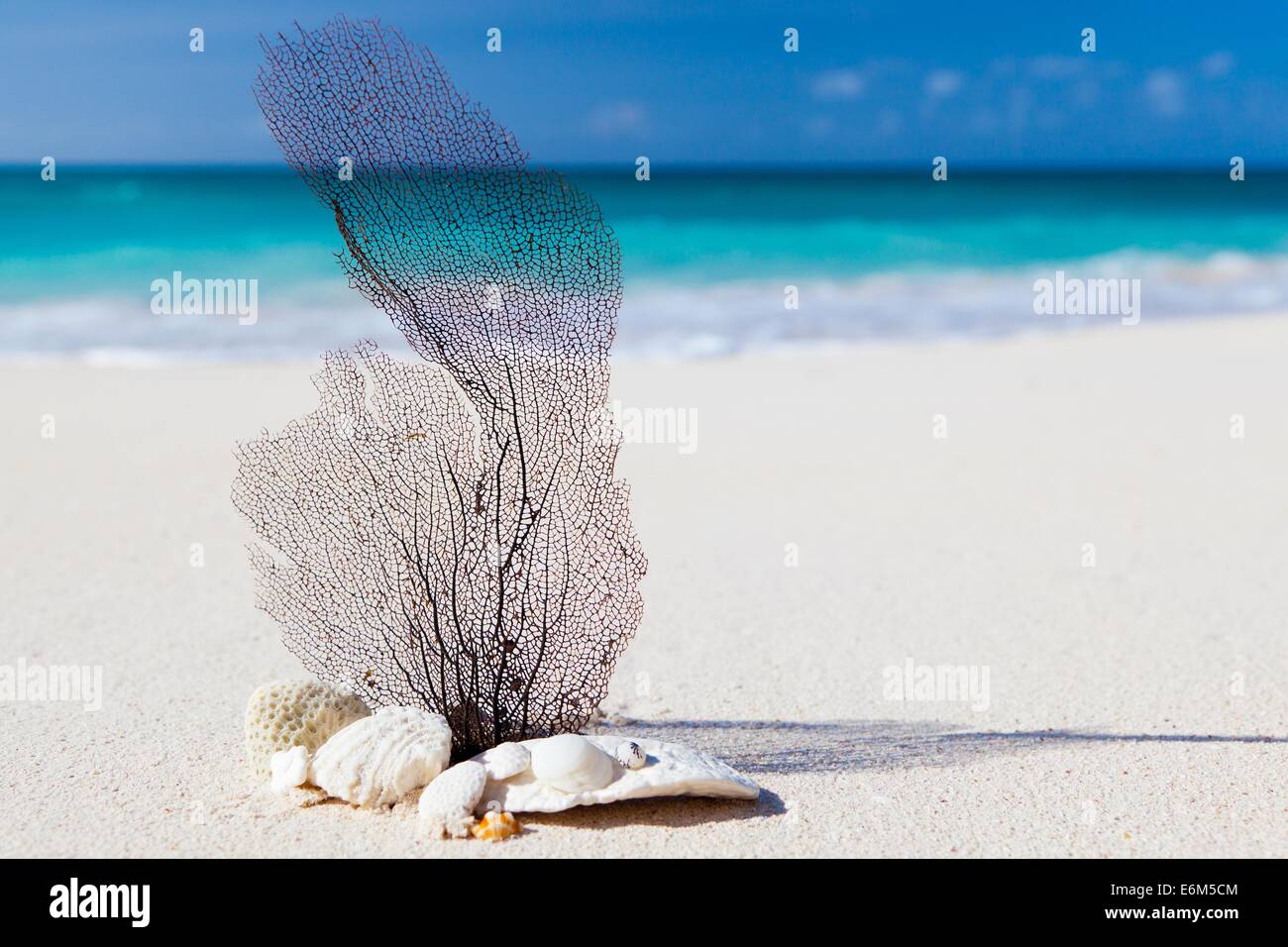Beach Caribbean Blue Beauty Concept Exotic Nature Stock