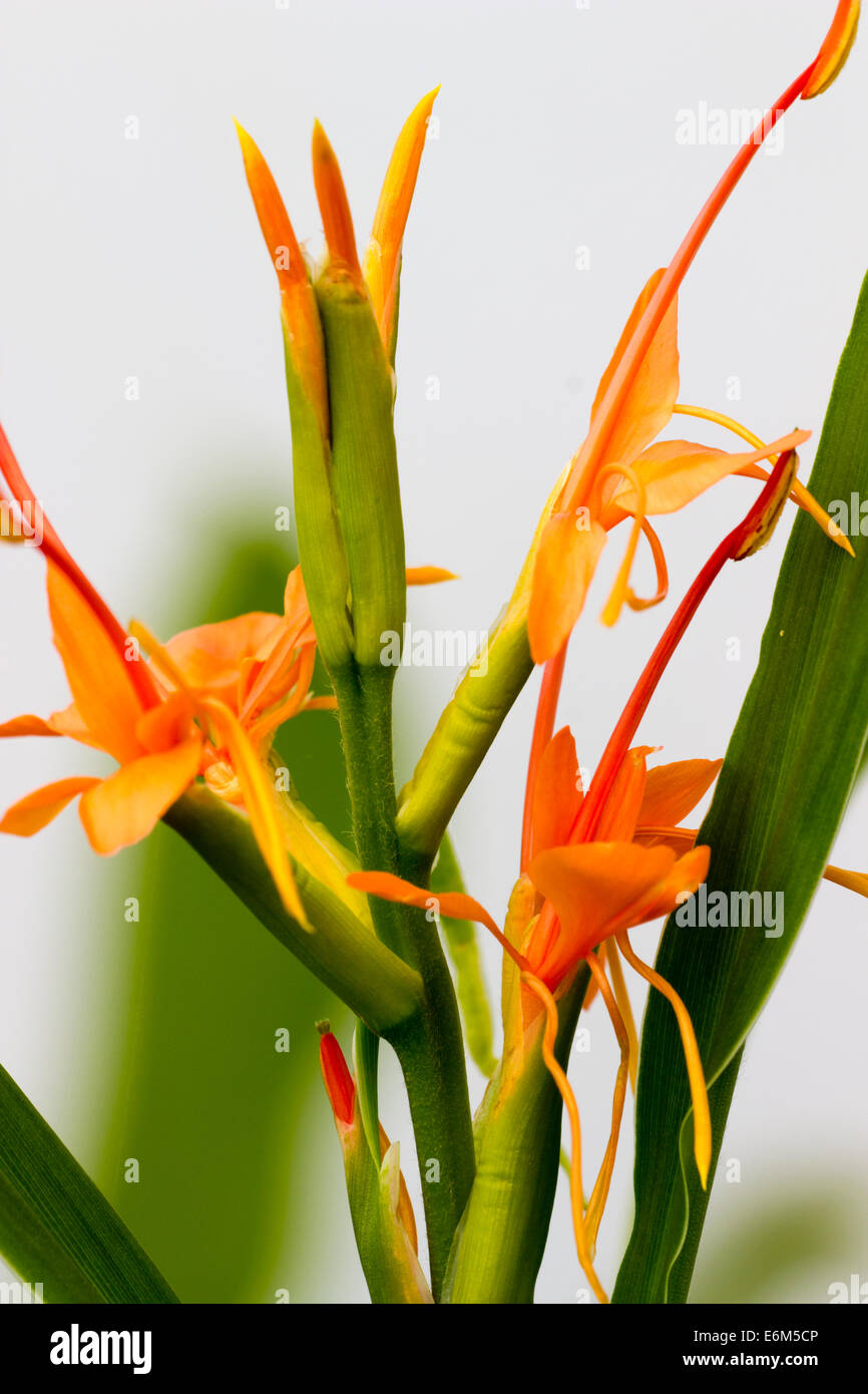 Flowering spike of the ginger lily, Hedychium coccineum var angustifolium Stock Photo
