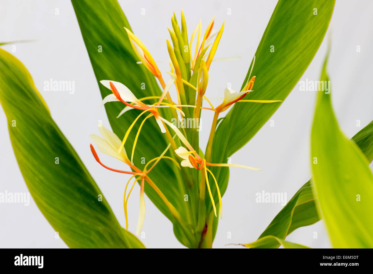 Flower spike of the hardy ginger, Hedychium spicatum PB 57188 Stock Photo