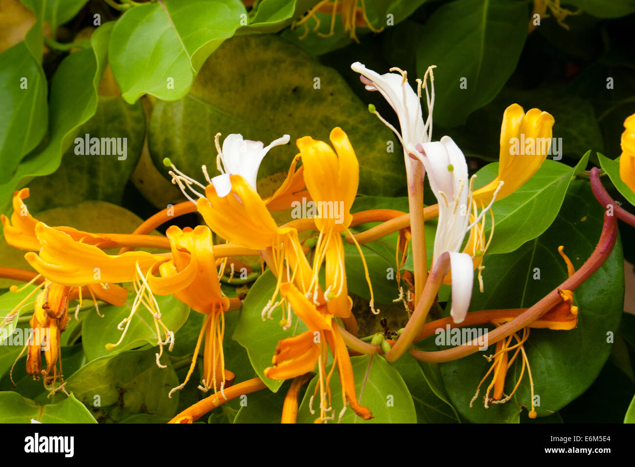 White unfertilized and yellow fertilized flowers of the giant Burmese honeysuckle, Lonicera hildebrandiana Stock Photo