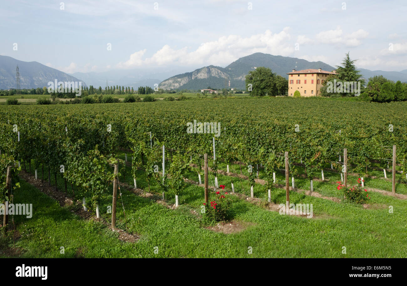 Berlucchi franciacorta hi-res stock photography and images - Alamy