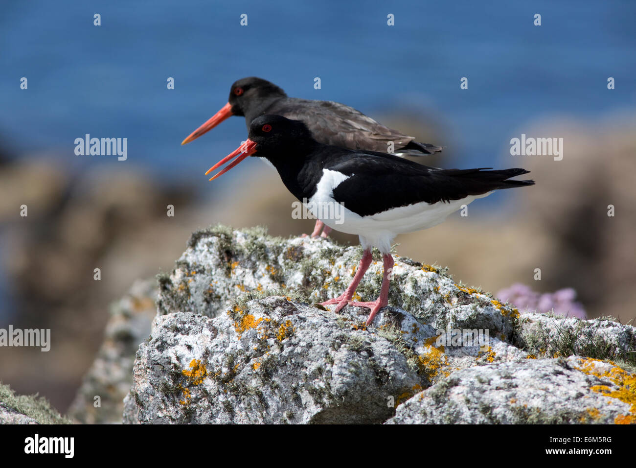 Oyster catchers perched on rock RSPB Nature Reserve  Balranald North Uist Outer Hebrides Scotland Stock Photo