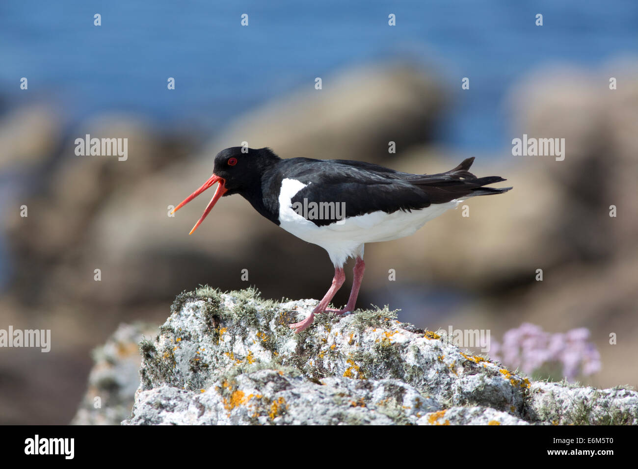 Oyster catcher perched on rock RSPB Nature Reserve  Balranald North Uist Outer Hebrides Scotland Stock Photo