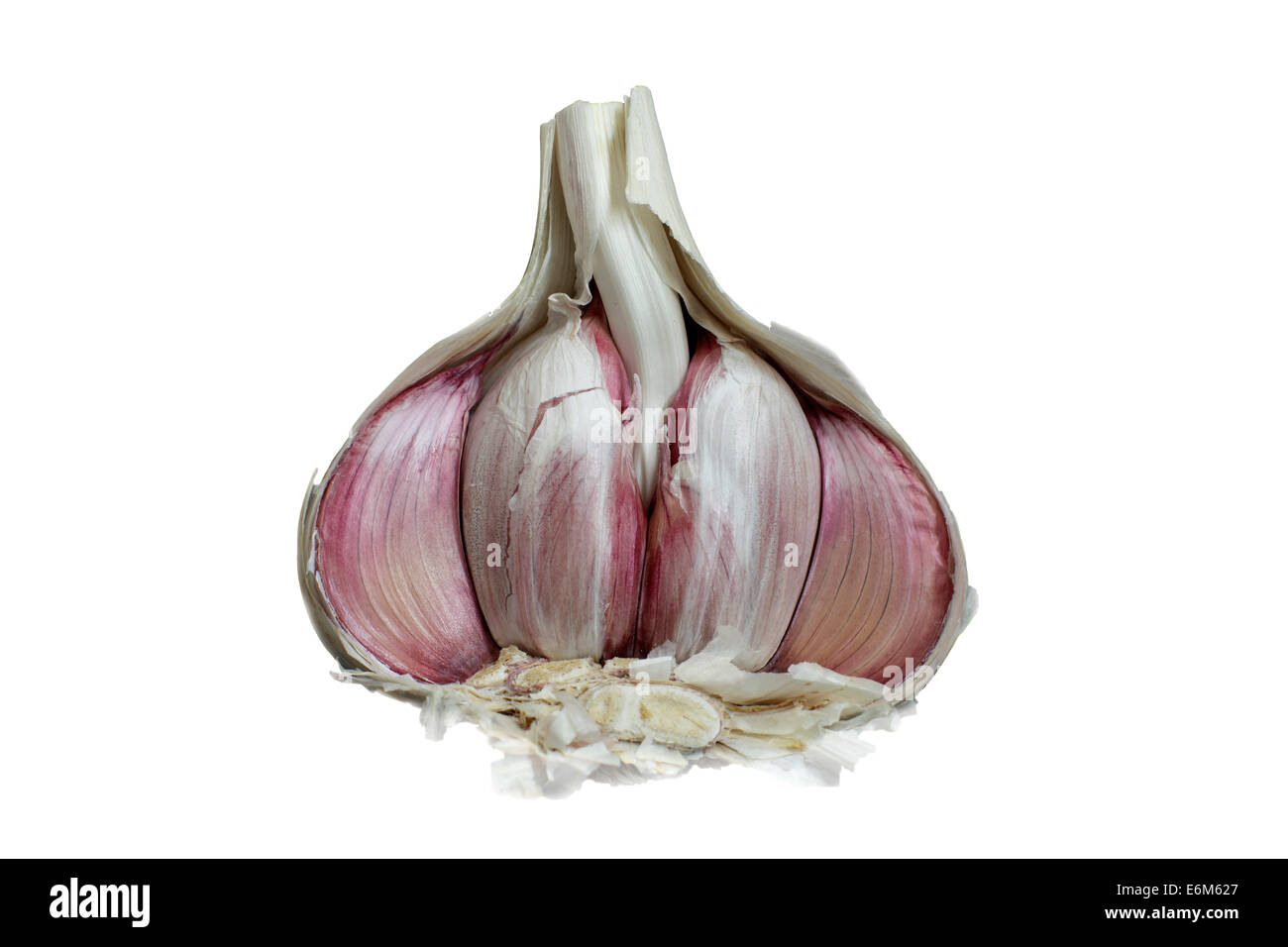 Half a bulb of garlic, showing individual cloves Stock Photo Alamy