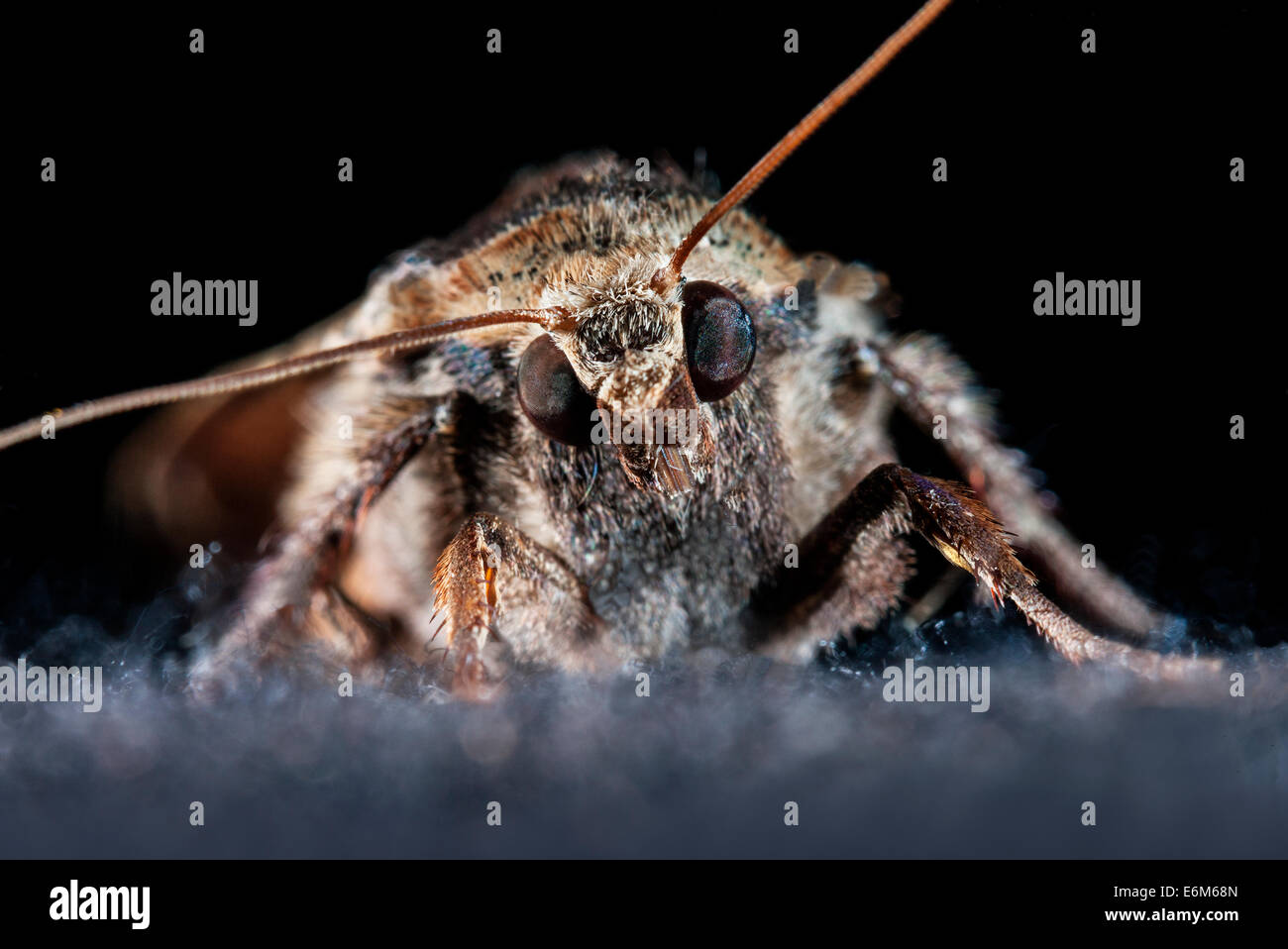 1,215 Anti Moth Images, Stock Photos, 3D objects, & Vectors