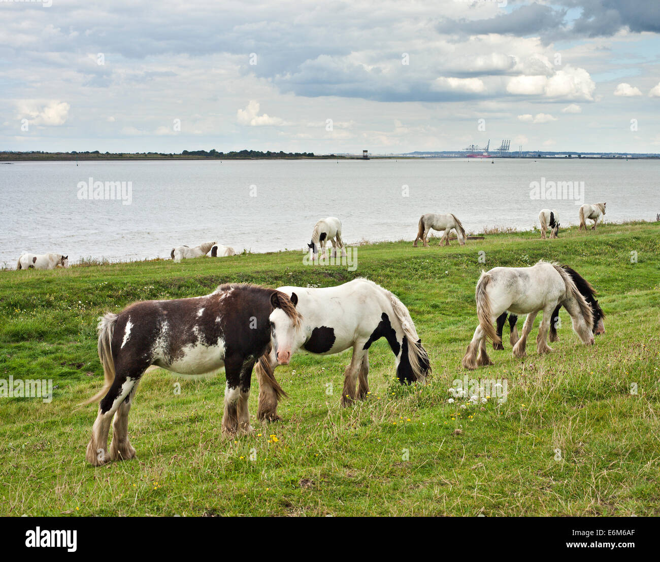 Abandoned Gypsy Cobs fly Grazing on the banks of the river Thames, Gravesend. Stock Photo