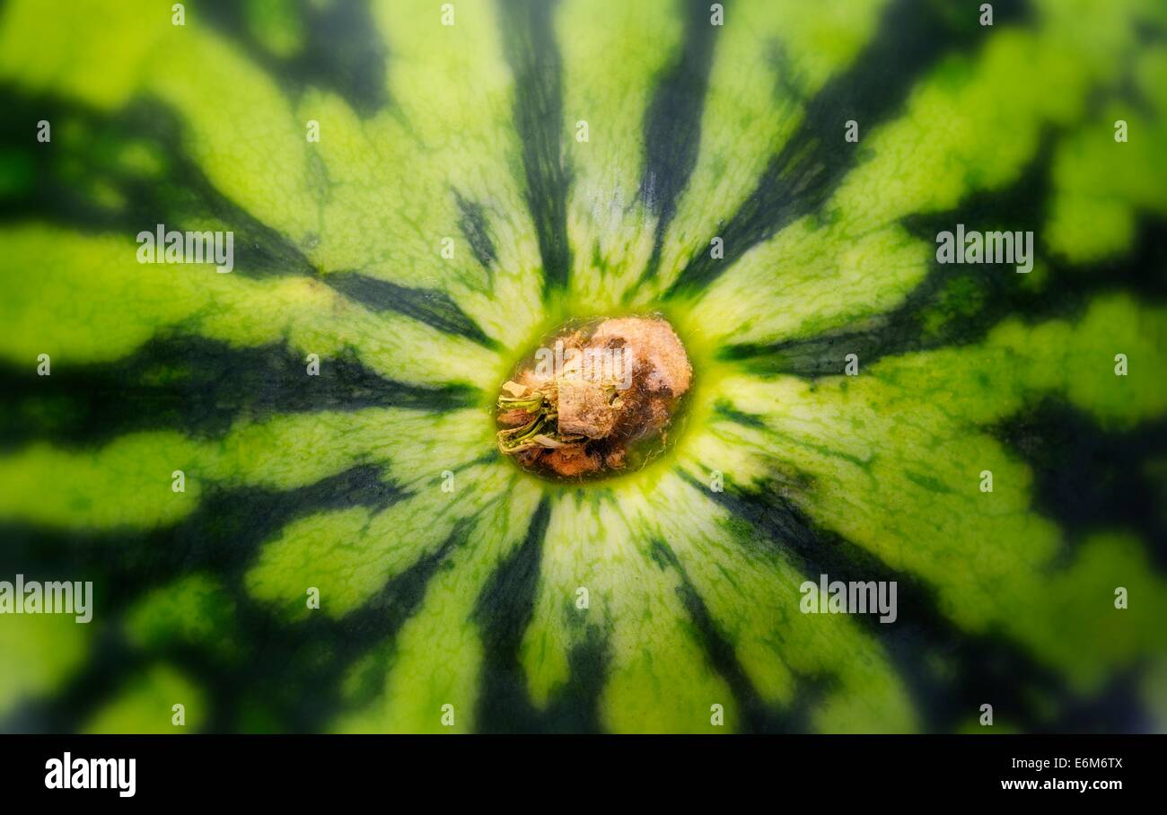 Como Se Dice Melón En Inglés Water melon fruits hi-res stock photography and images - Page 4 - Alamy