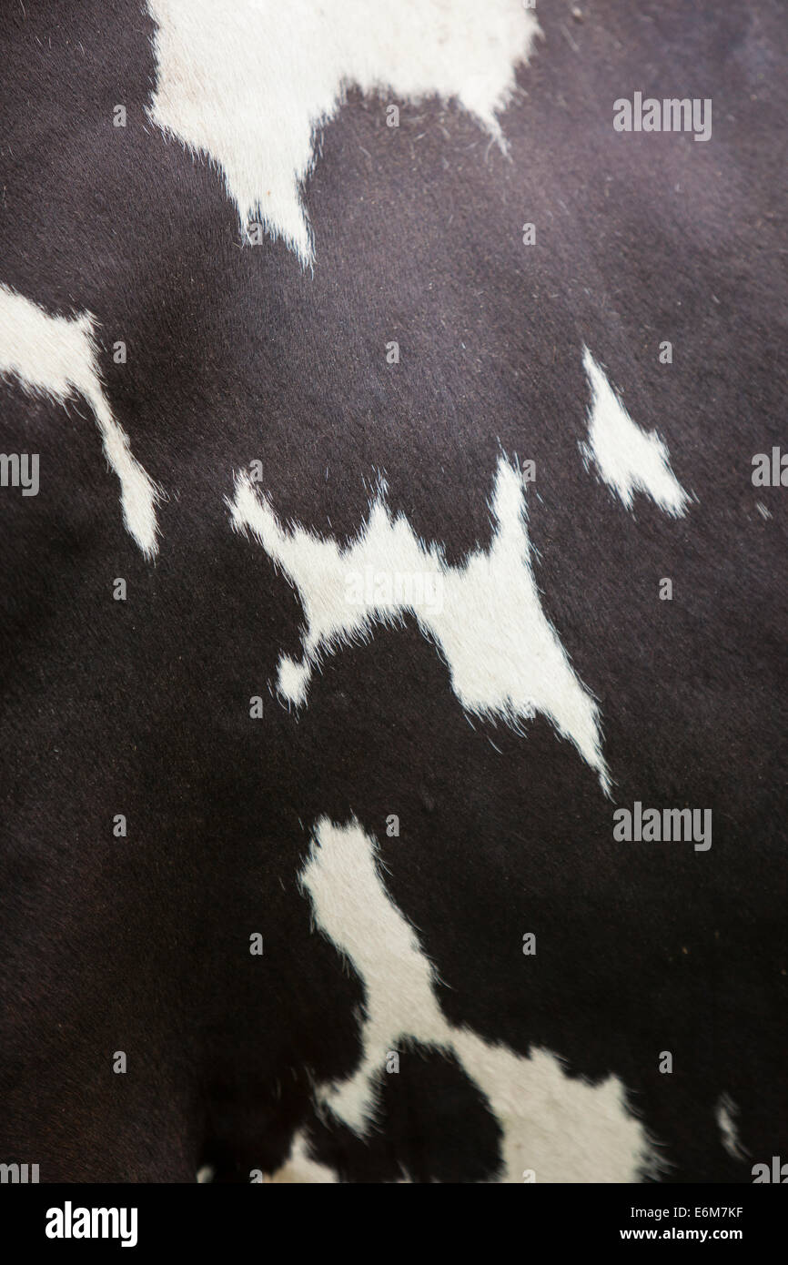 Cowhide hi-res stock photography and images - Alamy