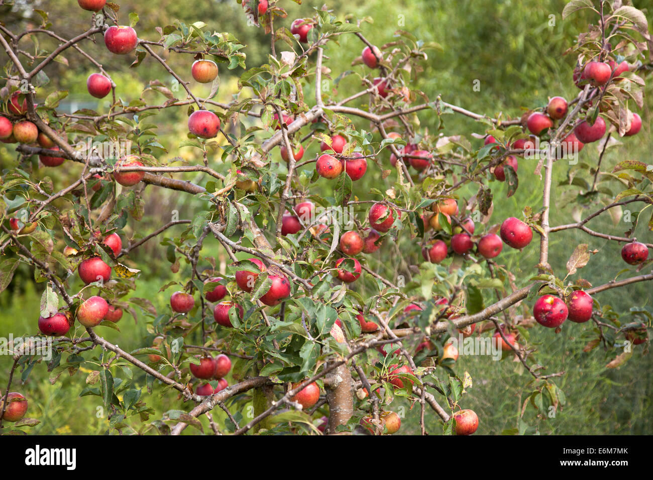 small apple tree with a lot of ripe red apples Stock Photo