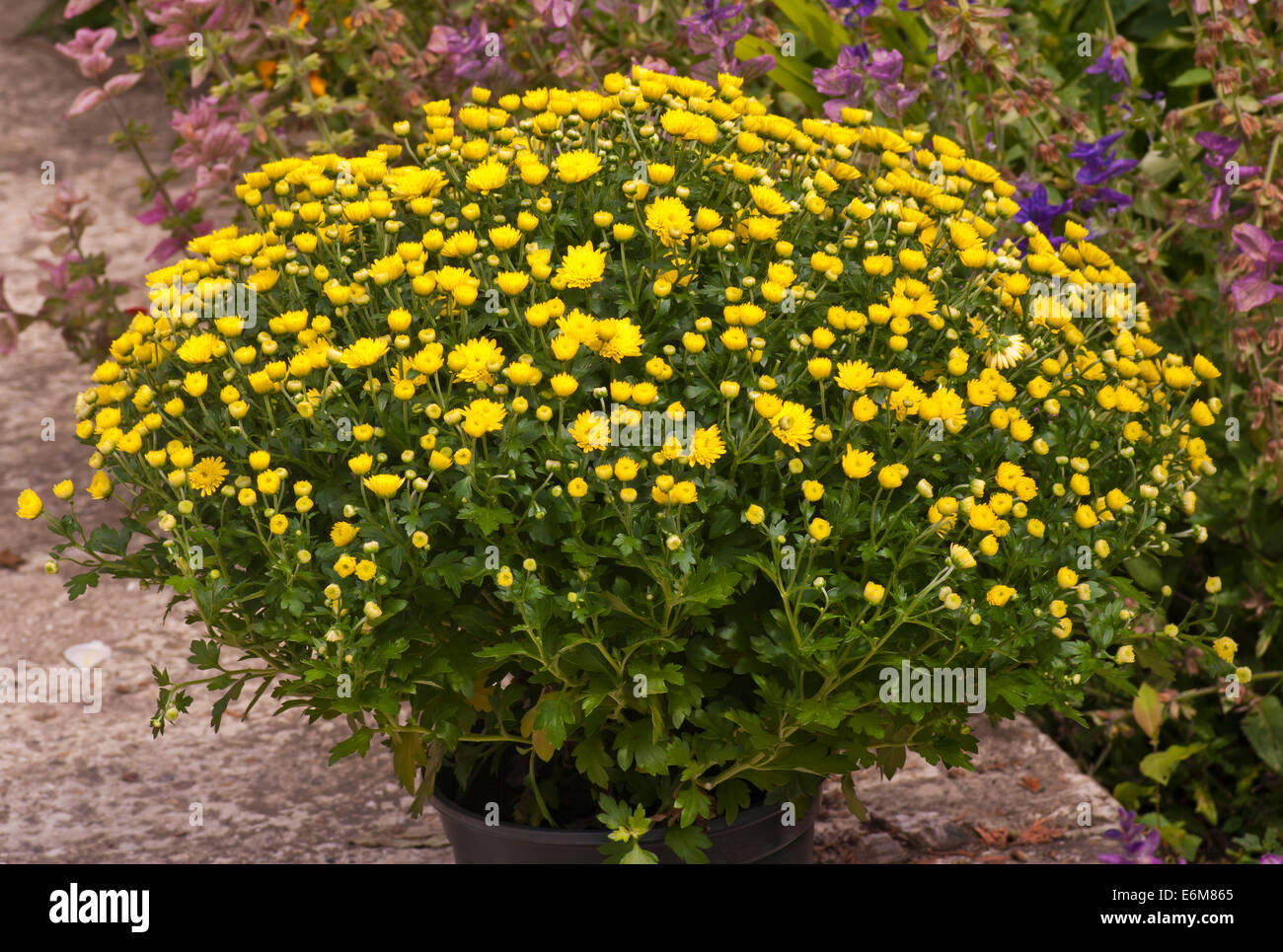 Yellow chrysanthemums Stock Photo