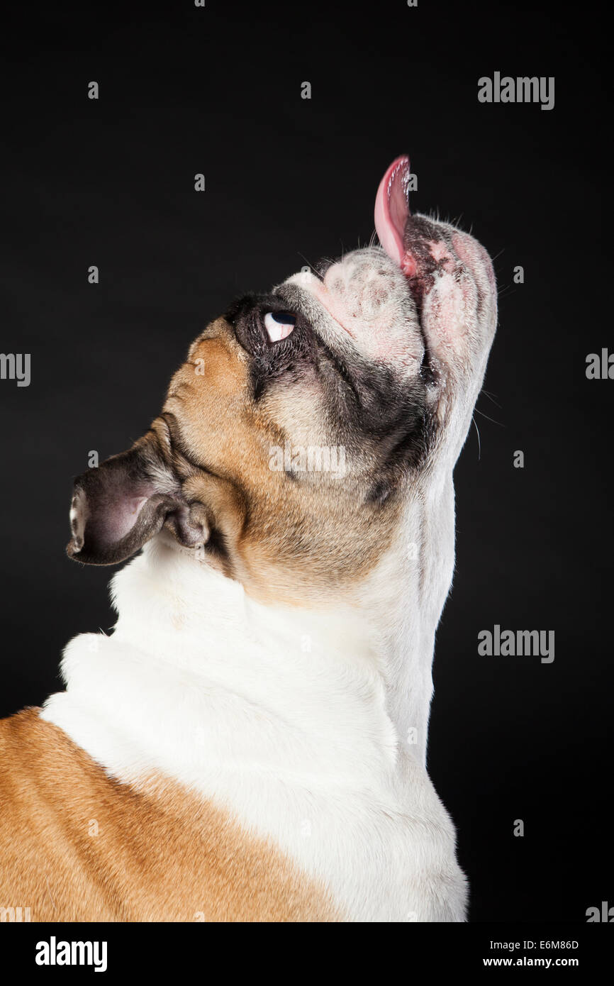 English bulldog stretching his neck and sticking his tongue out. Stock Photo