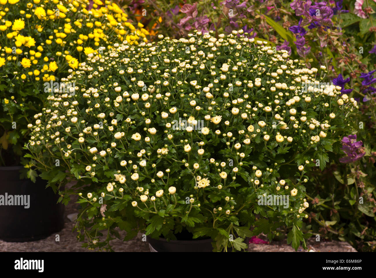 White chrysanthemums Stock Photo