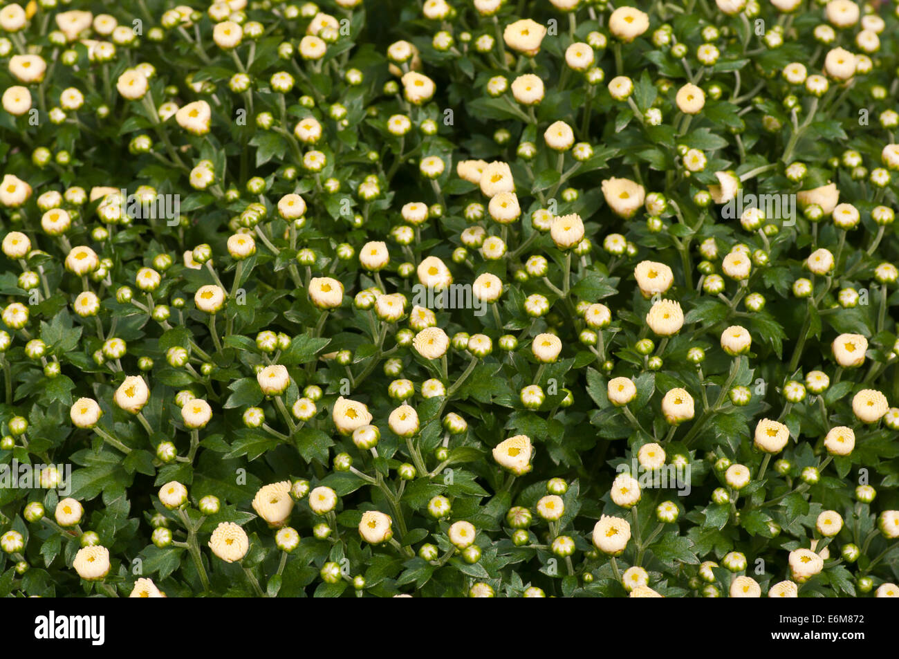 White chrysanthemum buds Stock Photo