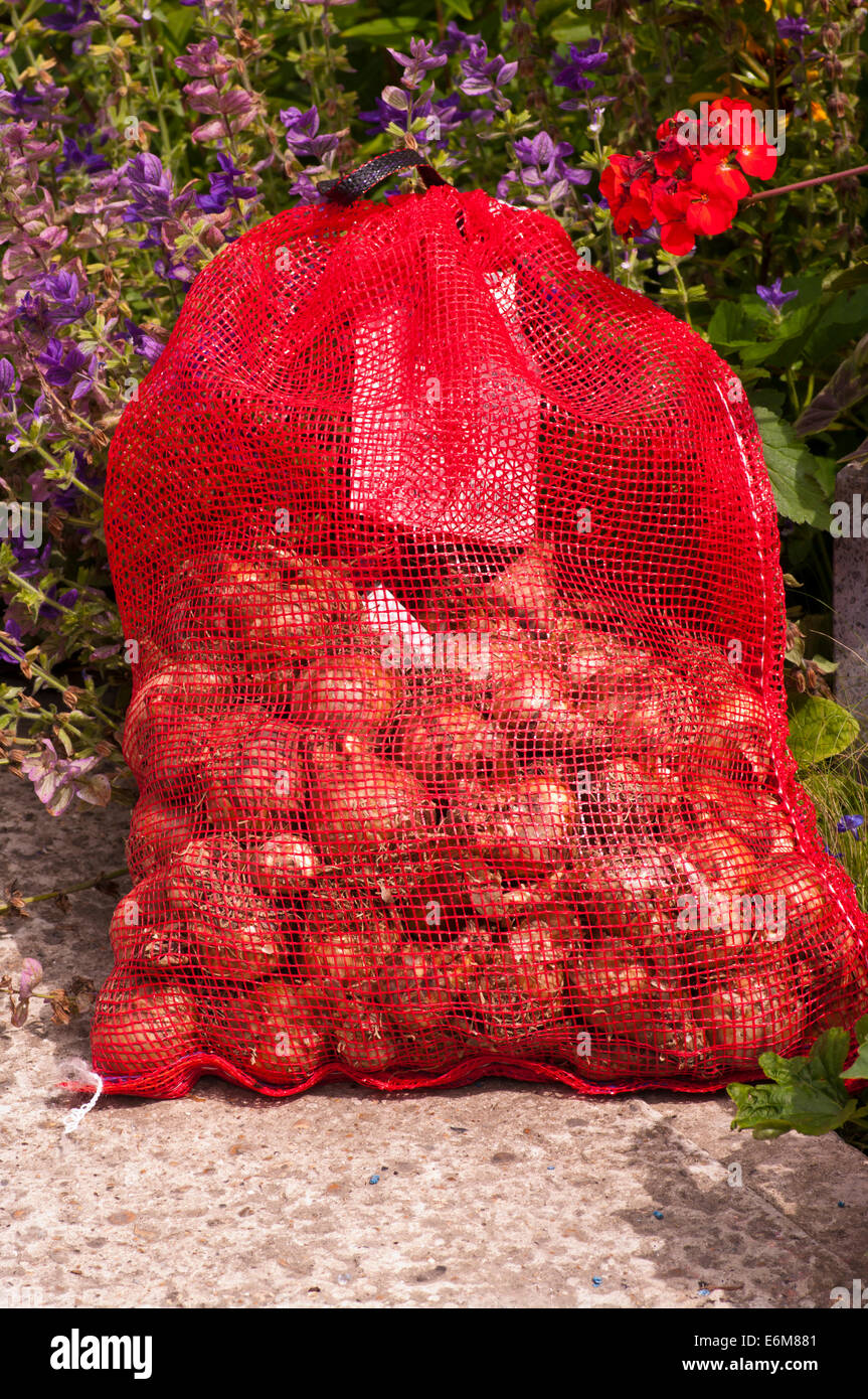 Net Bag of Daffodil Bulbs Stock Photo Alamy