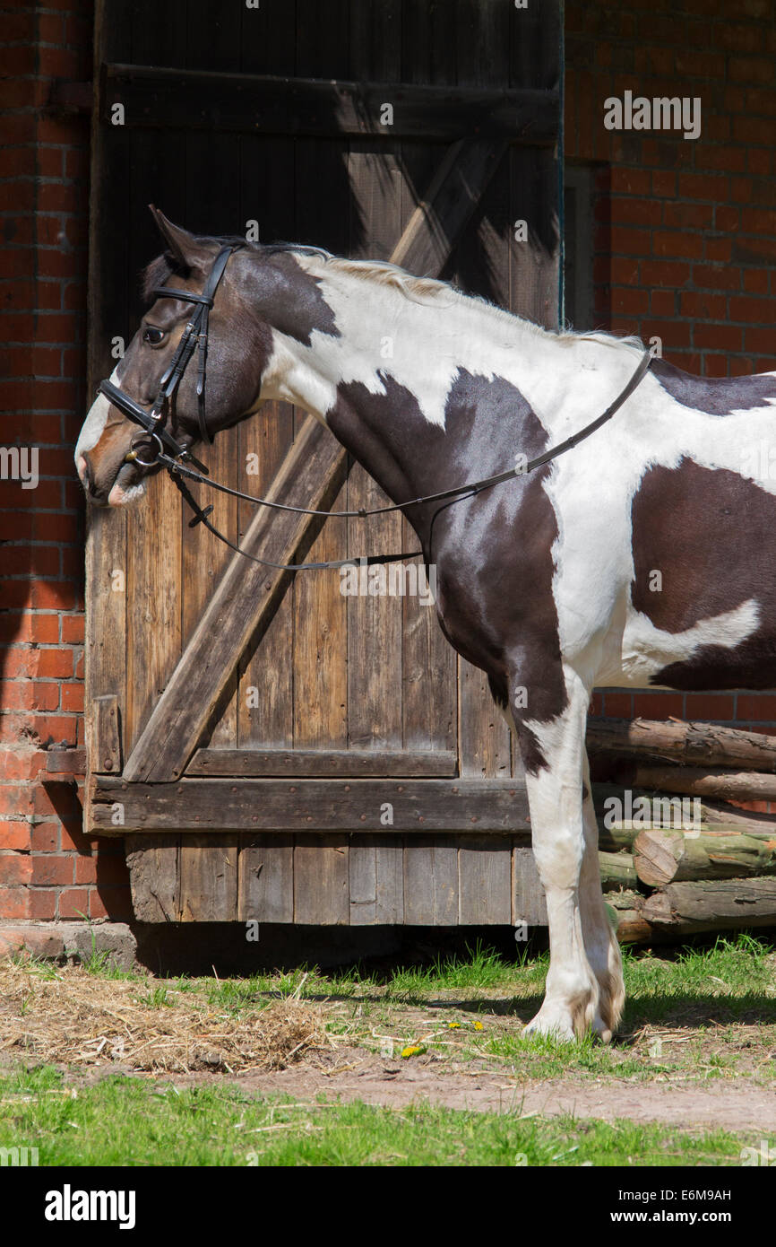 American Indian horse (Equus ferus caballus) Pinto horse with Tobiano spotted color pattern in front of stable at manege Stock Photo