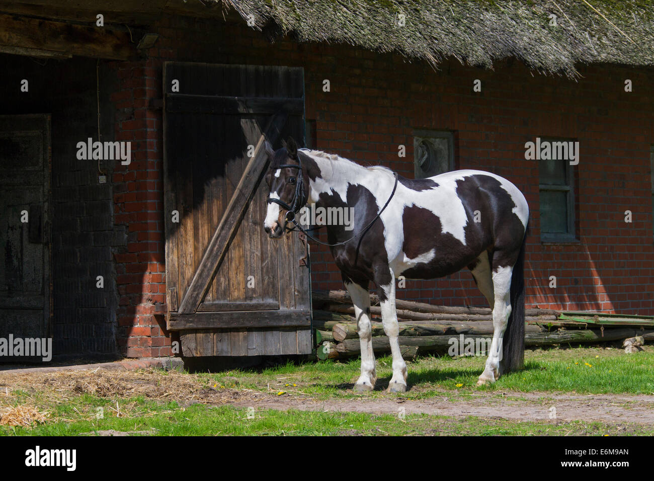 American Indian horse (Equus ferus caballus) Pinto horse with Tobiano spotted color pattern in front of stable at manege Stock Photo