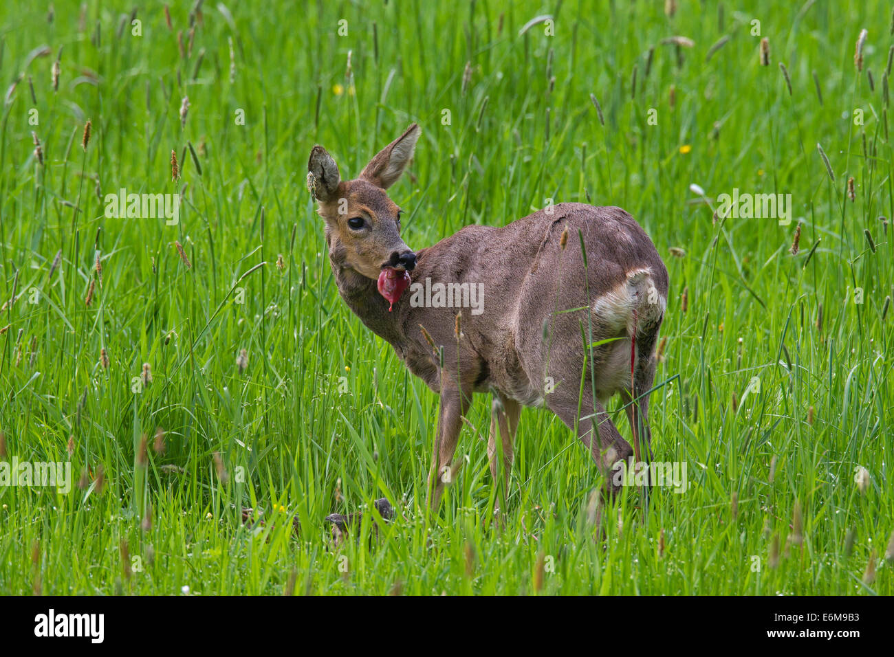 Roe Deer (Capreolus capreolus) doe eating afterbirth / placenta after