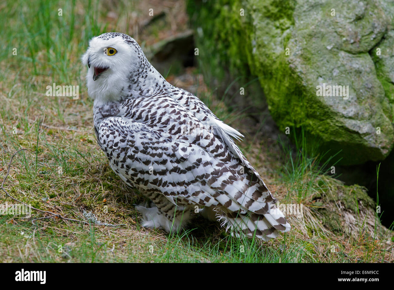 Snowy owl (Bubo scandiacus / Nyctea scandiaca) portrait of female calling Stock Photo