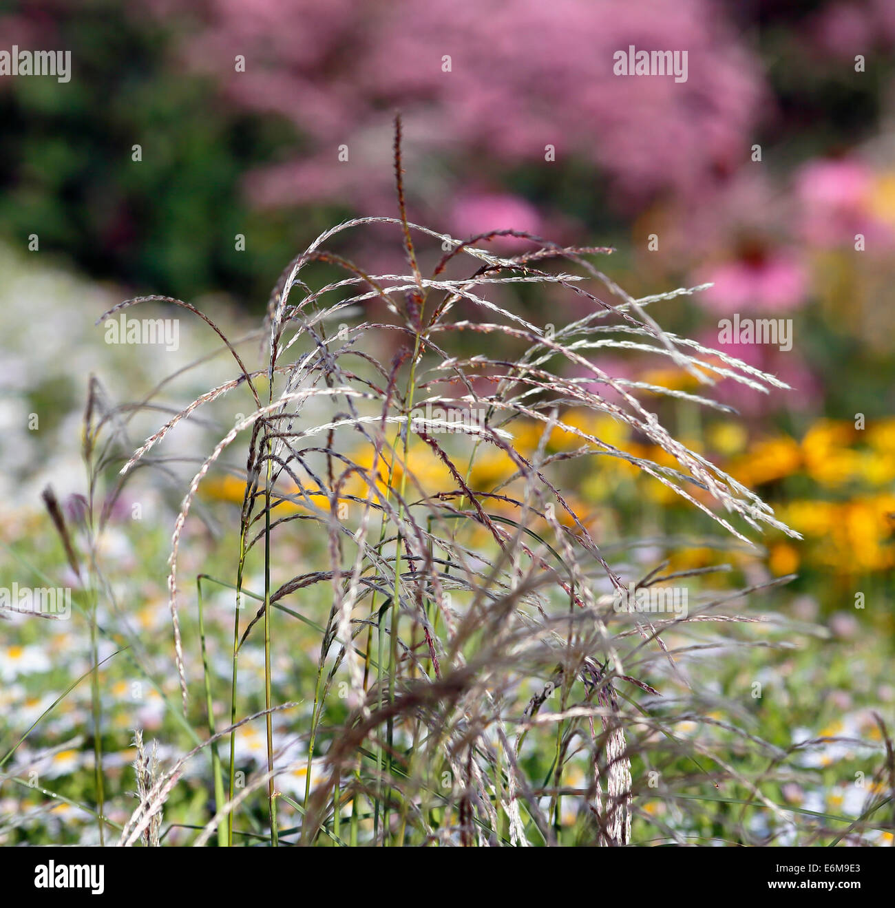 grasses and flowers Stock Photo Alamy