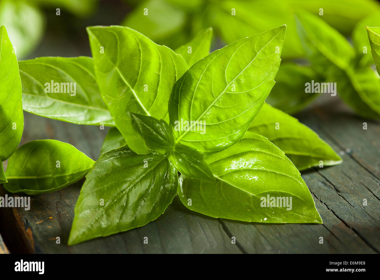 Fresh Green Organic Basil Leafs on a Background Stock Photo