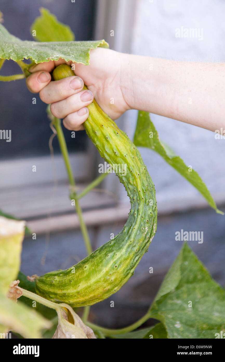Close-up view of woman picking cucumber Stock Photo