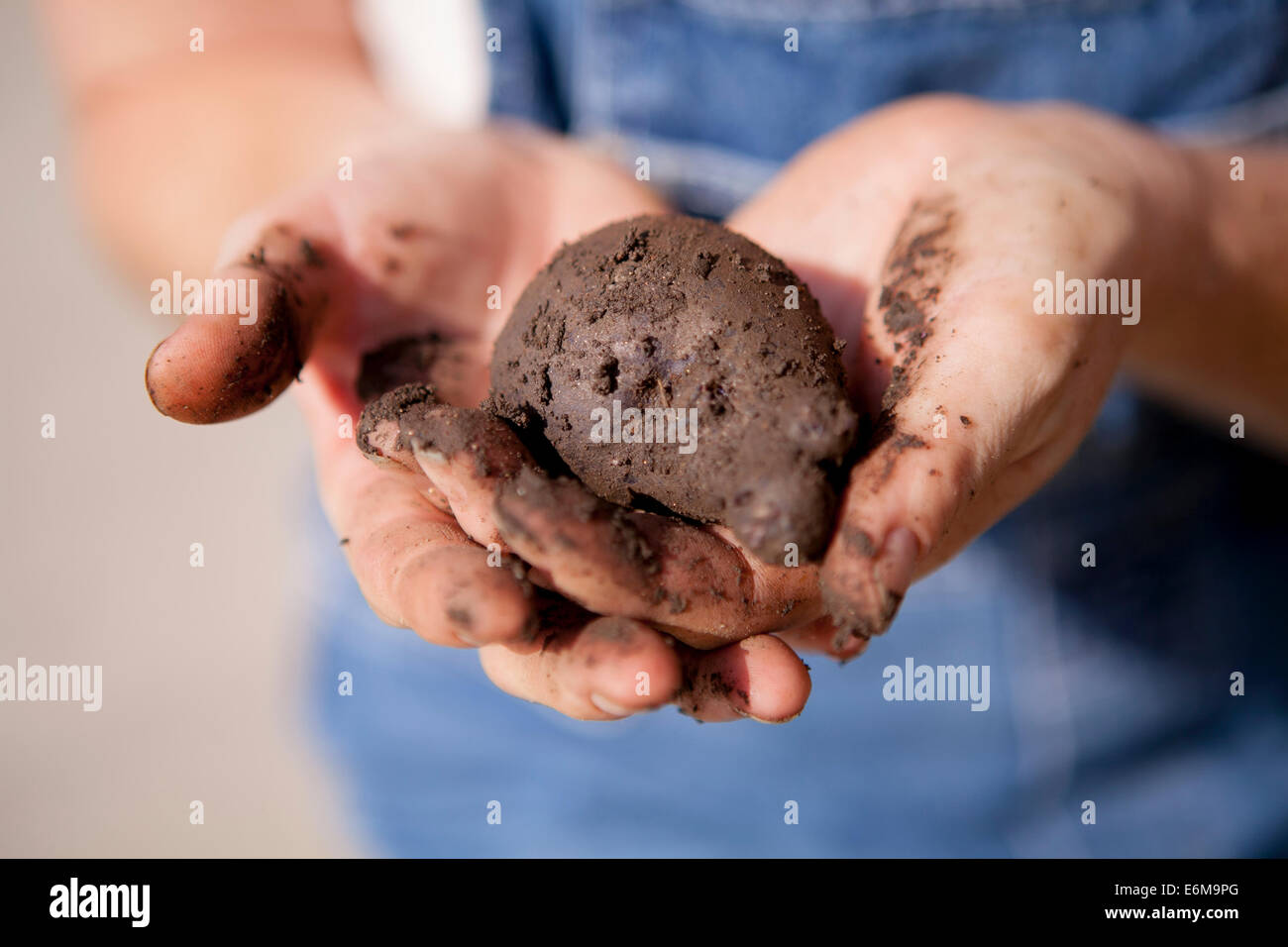 Close-up view of woman holding potato Stock Photo