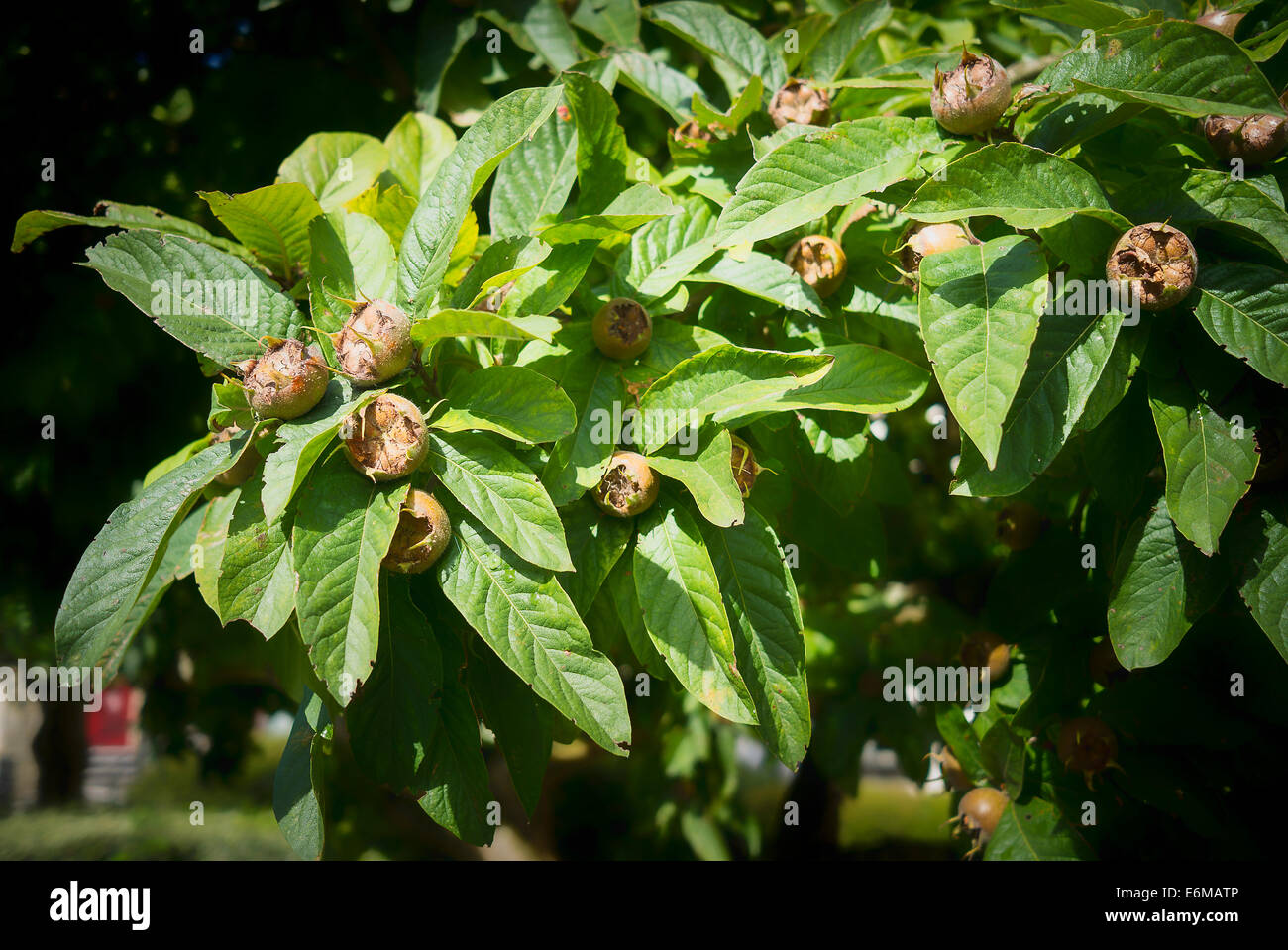 Medlar tree with fruit in summer Stock Photo