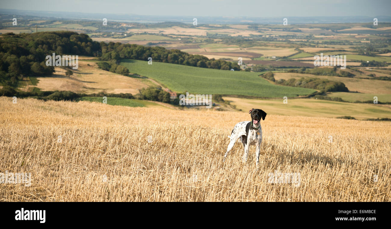 English Pointer dog in a stubble field. Stock Photo