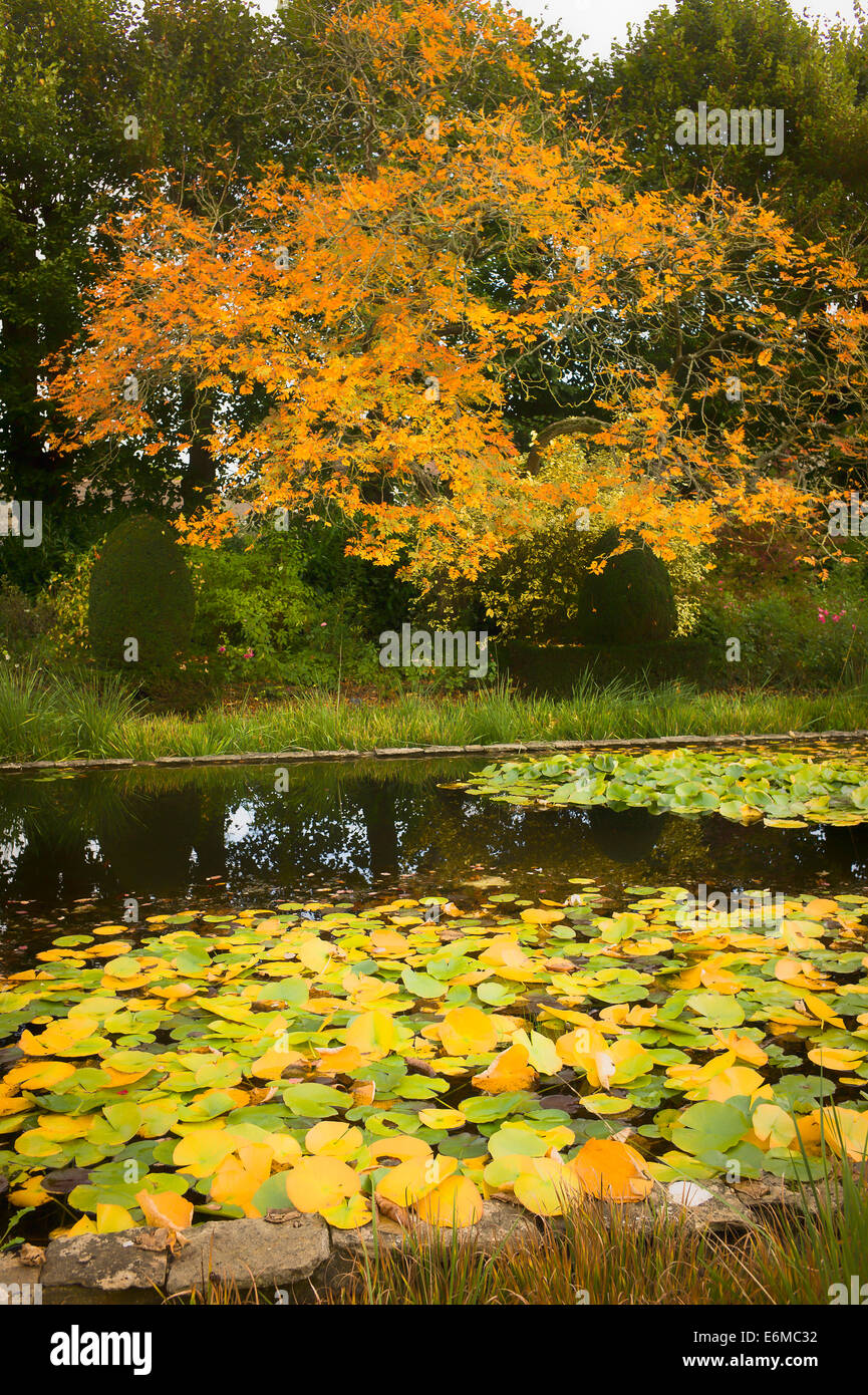 Autumn colour in The Courts garden Stock Photo