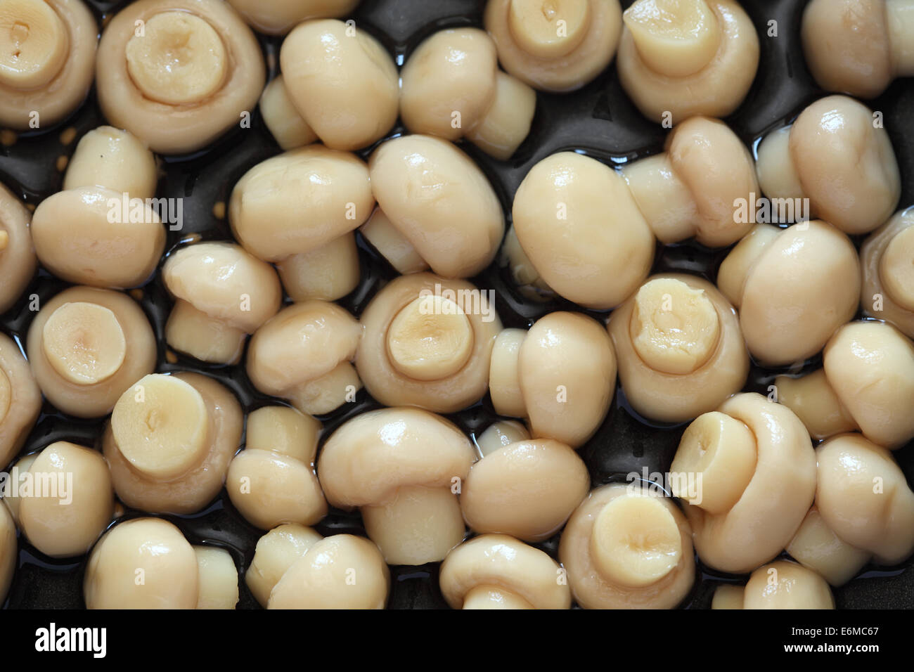 Pickled white mushrooms (Champignon) background. Stock Photo