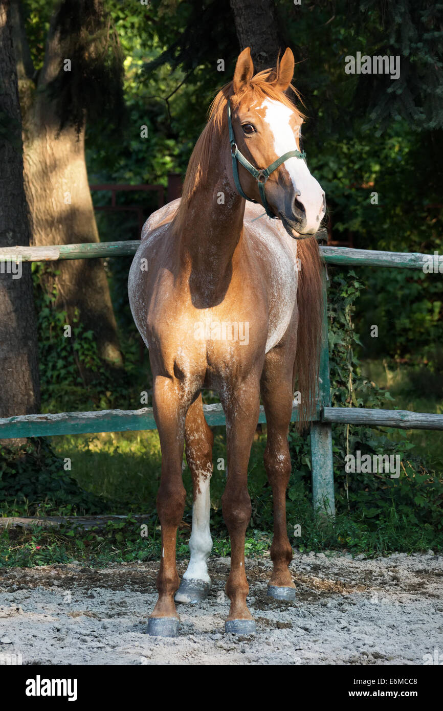 Brown horse stands in the corner of the arena Stock Photo Alamy