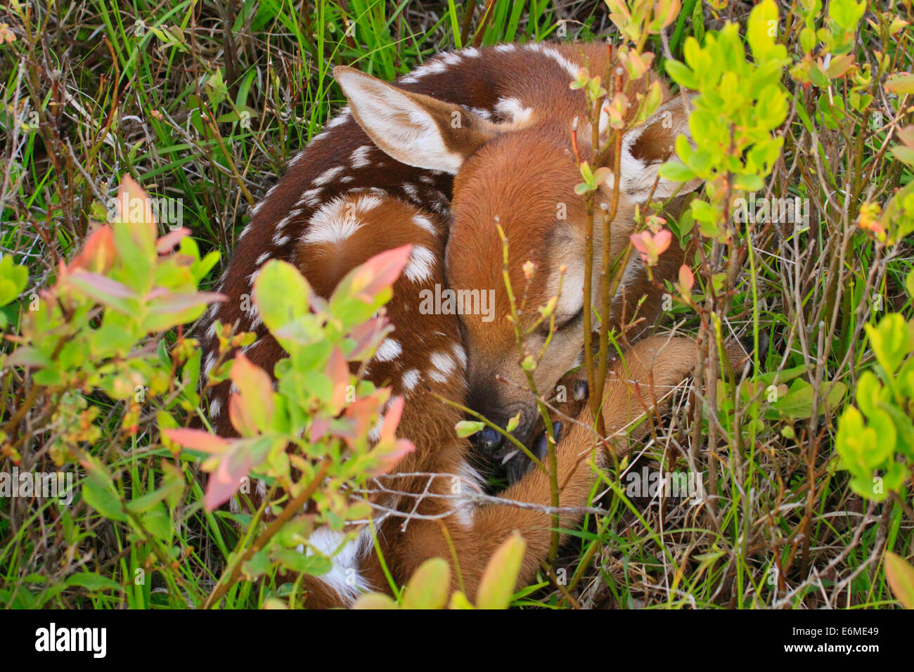 White Tail Fawn in nest, Shenandoah National Park, Virginia, USA Stock Photo