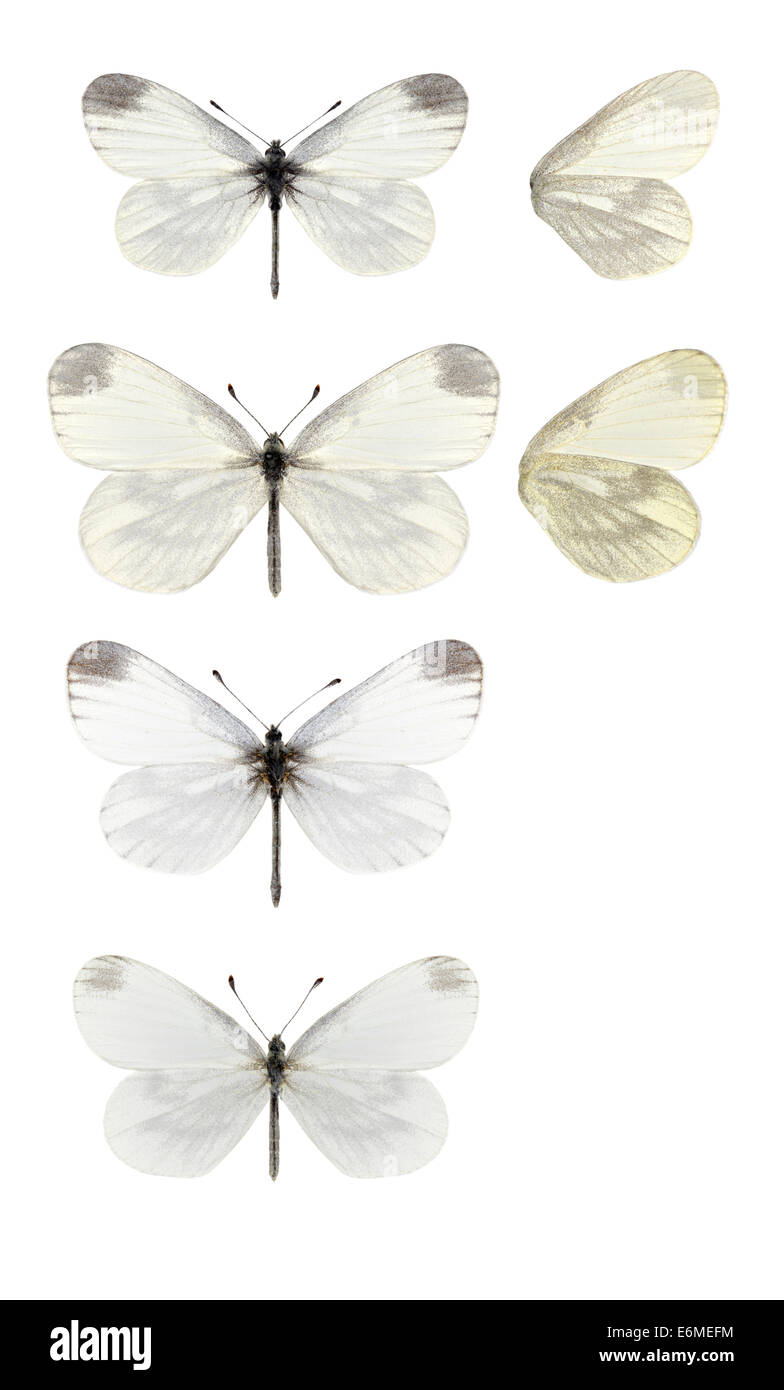 Wood White - Leptidea sinapis. Male 1st generation (top) - female 1st generation (second down) - male 2nd generation (third down Stock Photo