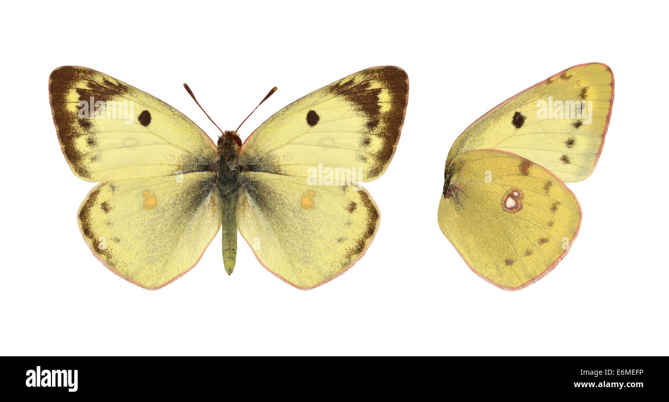 Pale Clouded Yellow - Colias hyale Stock Photo