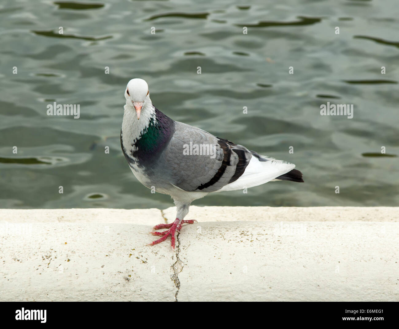 A dove perched on the curbstone of lake in the park Stock Photo