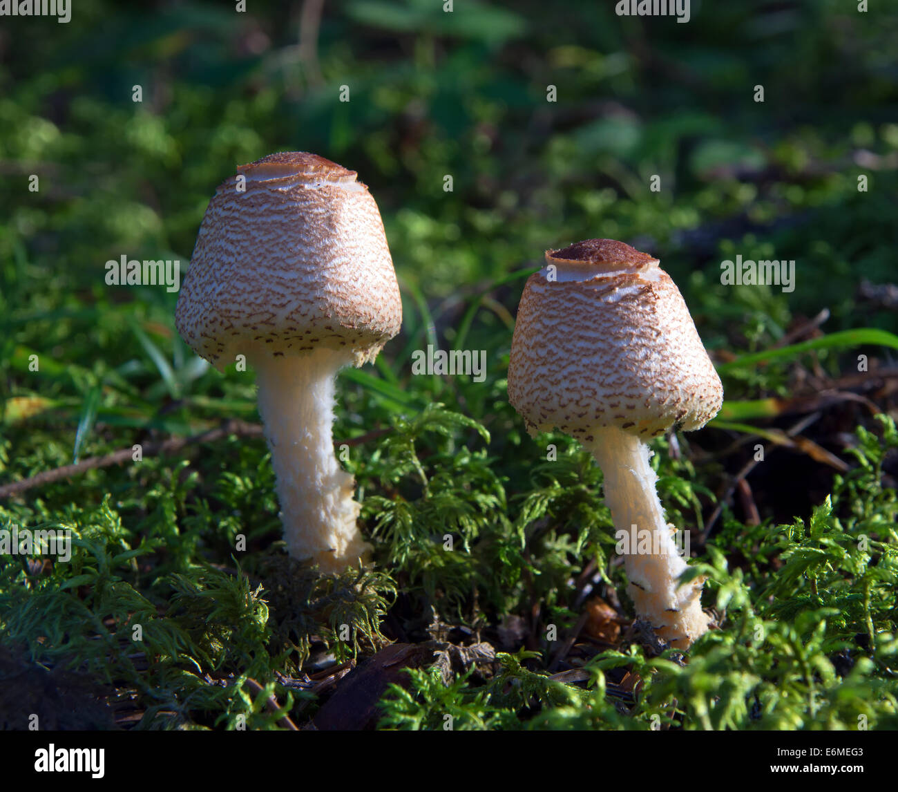 Wild mushrooms growing in the forest Stock Photo