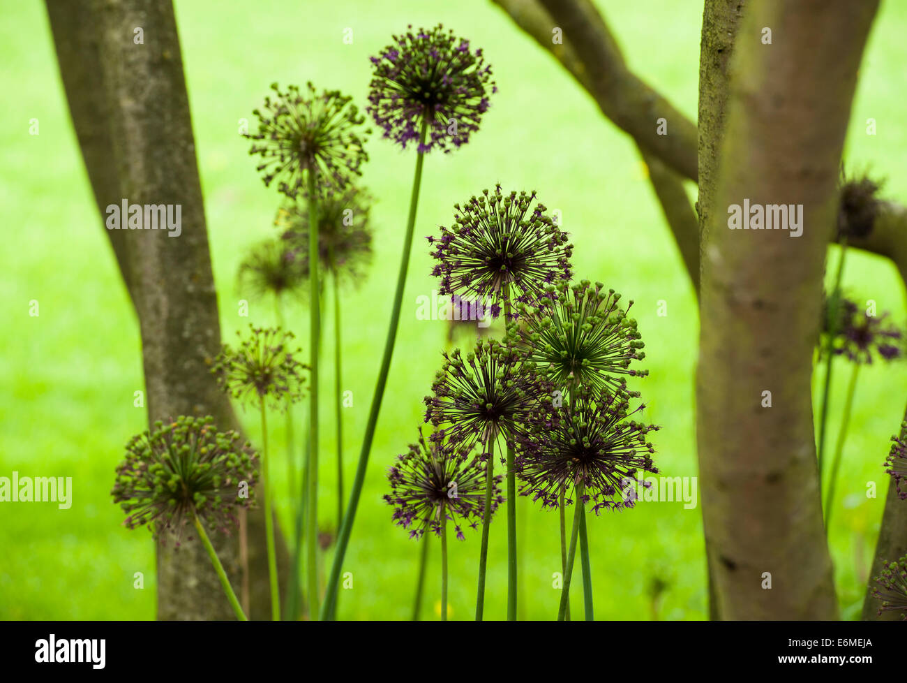 silhouette of allium heads in a forest clearing Stock Photo