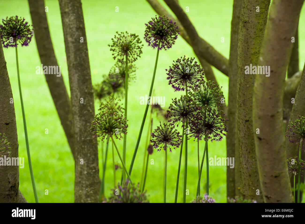 silhouette of allium heads in a forest clearing Stock Photo