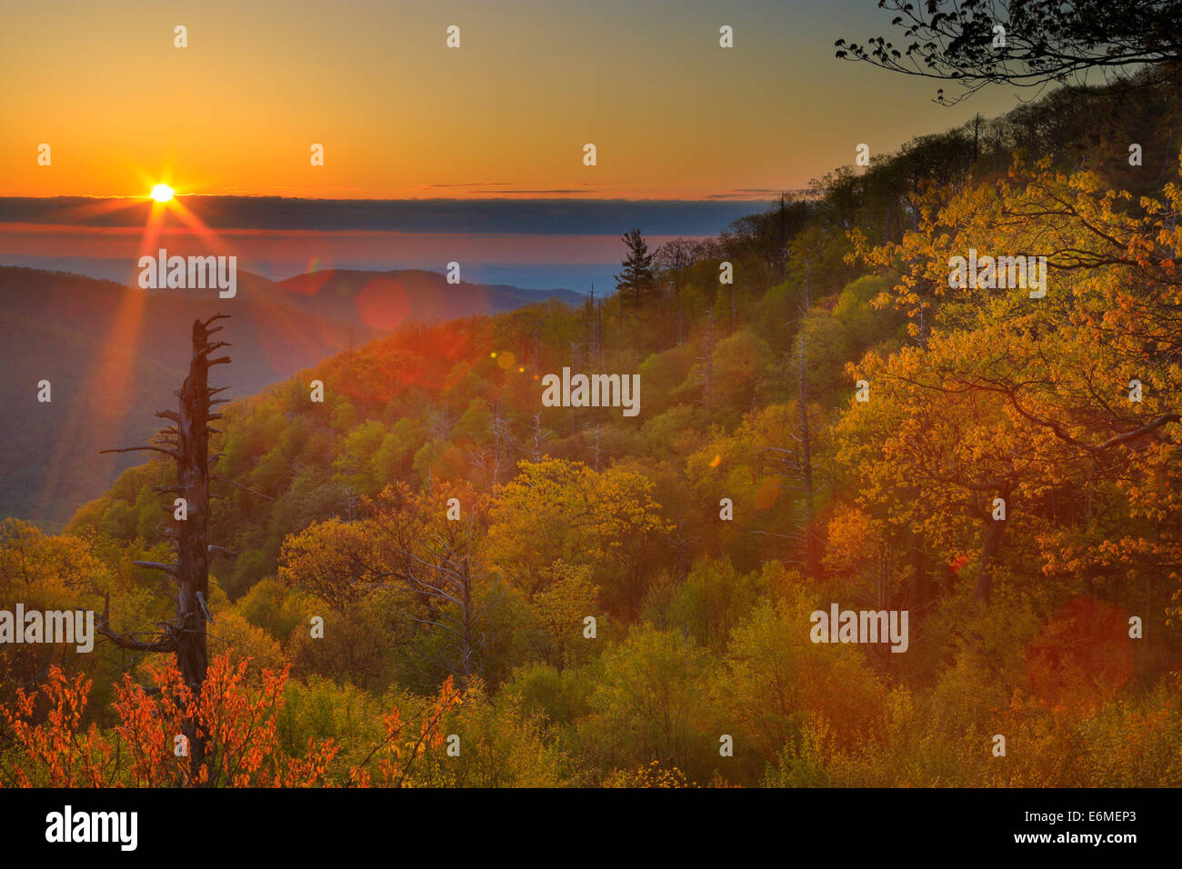 Sunrise, Hemlock Springs Overlook, Shenandoah National Park, Virginia, USA Stock Photo