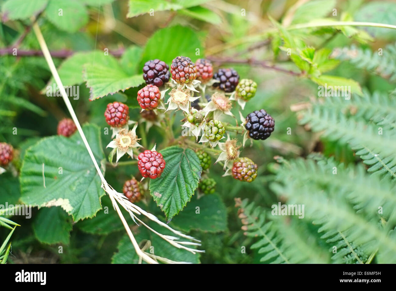 Wild Blackberry brambles on coastal path of Anglesey near Cable Bay ...