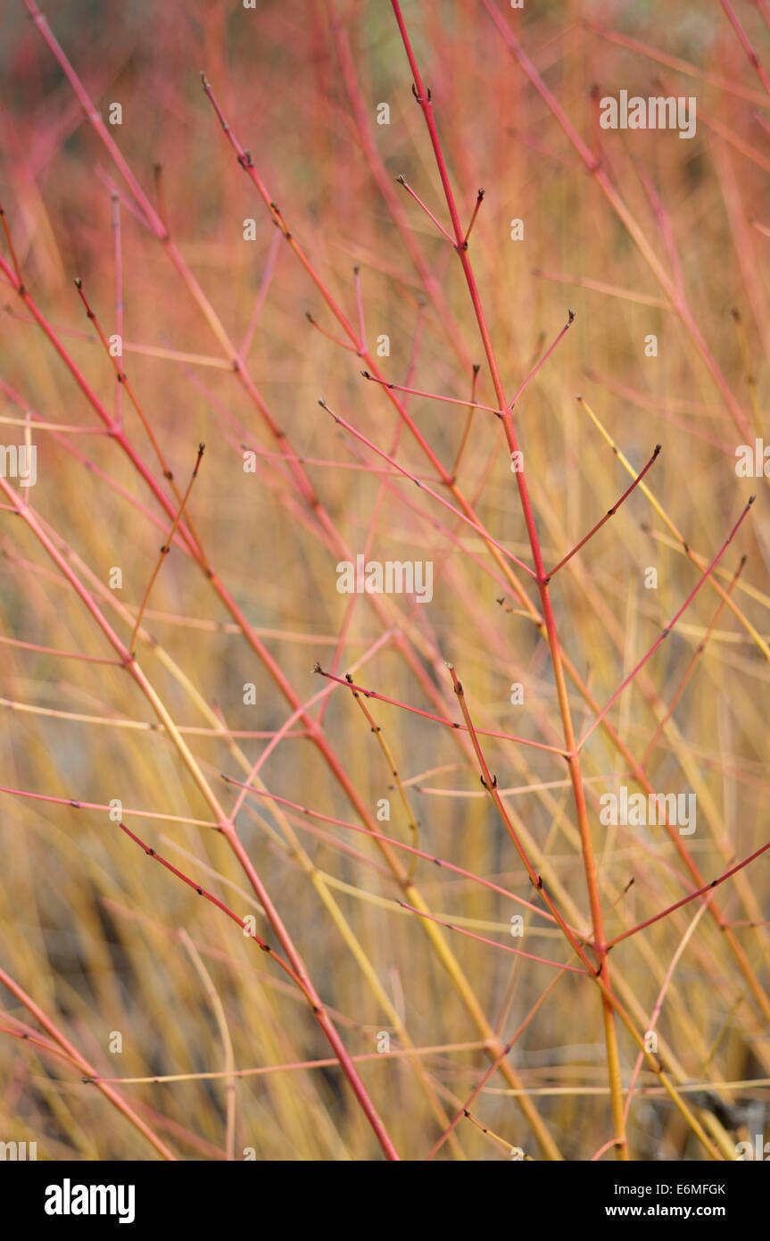 CORNUS SANGUINEA MIDWINTER FIRE Stock Photo - Alamy