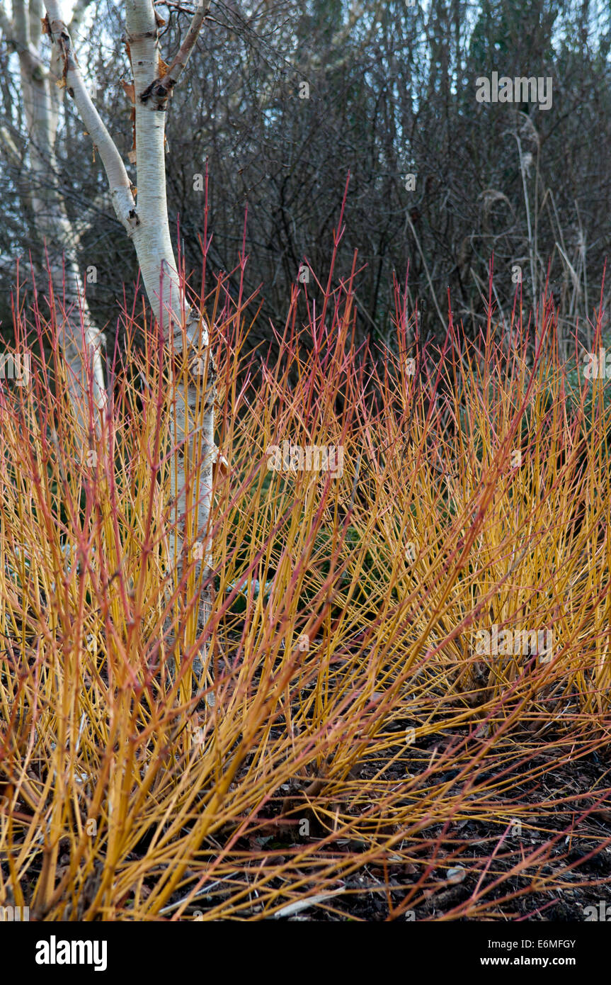 Cornus sanguinea midwinter fire hi-res stock photography and images - Alamy