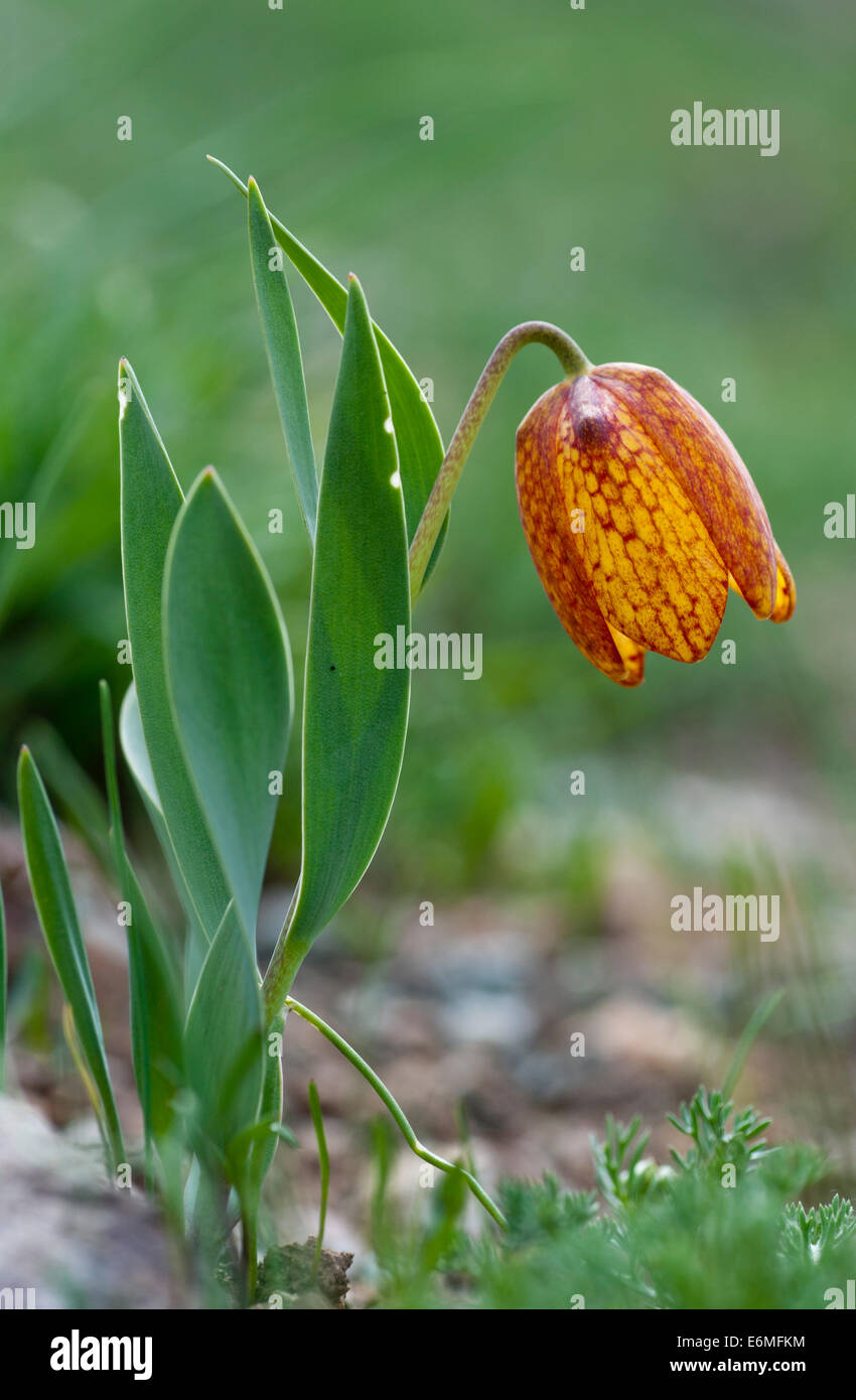 Shot of whole plant of Golden Fritillary form cilicio-taurica including the flower Stock Photo